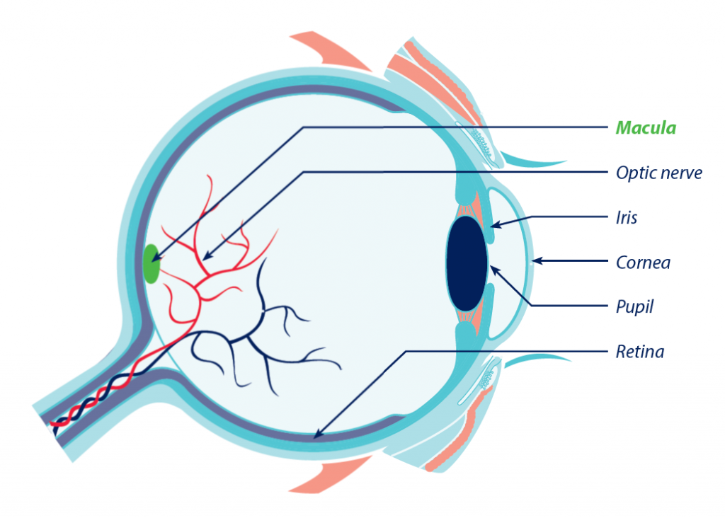 eyecare- Amsler Grid Eye Test